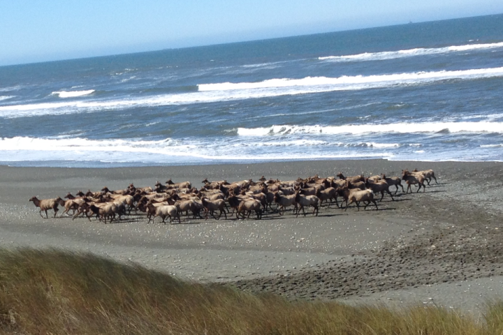 a herd of cattle walking across a beach next to a body of water