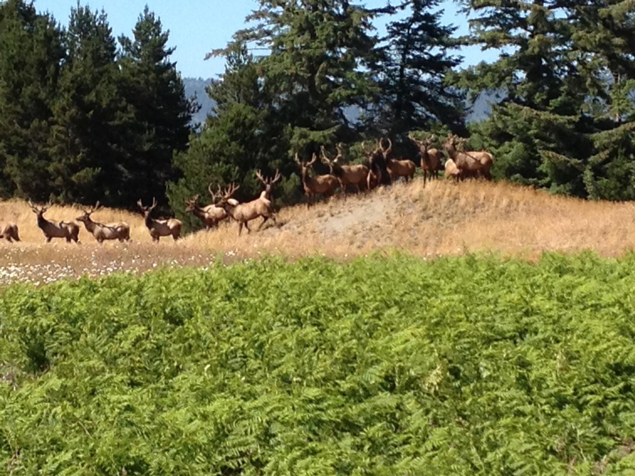 a herd of cattle standing on top of a grass covered field